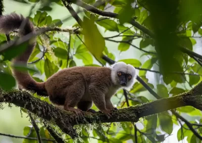 White-headed lemur (Eulemur albifrons), Madagascar.