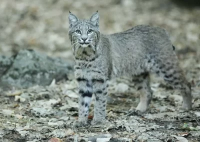 Bobcat standing alert among rocks and fallen leaves in Yosemite National Park, California.