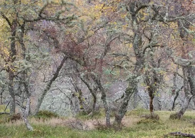 Ancient birch trees covered in lichen among autumn foliage in Insh Wood, Cairngorms National Park, Scotland.