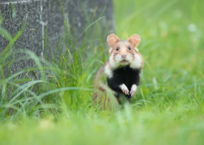 European hamster standing upright beside a gravestone in Vienna