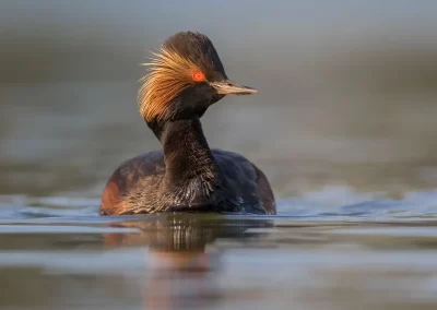 Black-necked grebe in breeding plumage photographed at water level on a Slovenian wetland