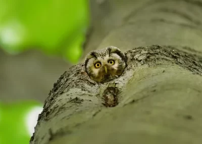Boreal owl peering out from a natural tree cavity surrounded by fresh green leaves in Slovenia.
