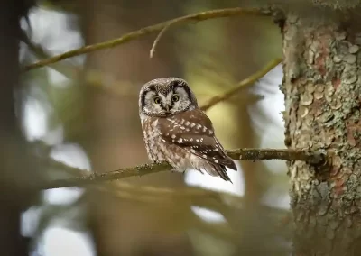 Boreal owl perched beside a lichen-covered tree trunk in a Slovenian spruce forest.