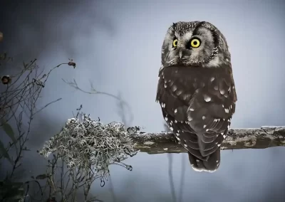 Boreal owl perched on a lichen-covered branch and looking over its shoulder in Slovenia.
