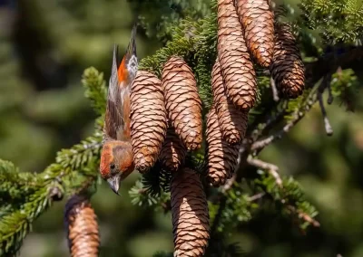 Male common crossbill hanging upside down beside a cluster of spruce cones in Slovenia.