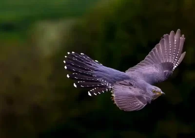 Common cuckoo flying through a Slovenian woodland with its wings and tail fully spread.