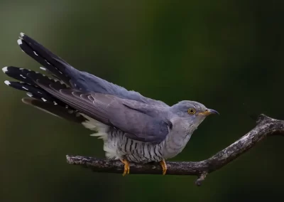 Common cuckoo perched on a branch with its wings and long tail raised in Slovenia.