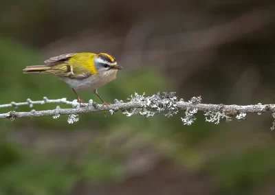 Common firecrest perched on a lichen-covered branch with its orange crown visible in Slovenia.