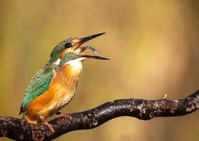 Common kingfisher holding a small fish while perched above the water in Slovenia.