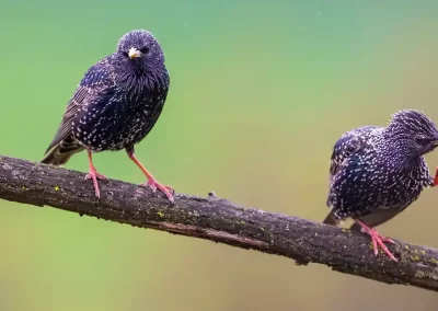 Two common starlings perched on a woodland branch with one bird raising a foot towards its beak in Slovenia.