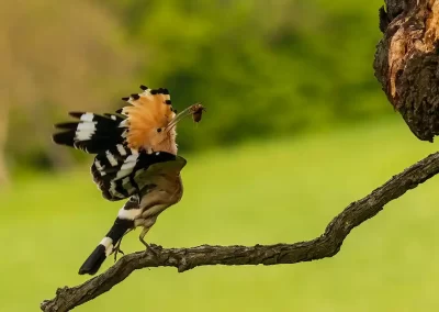 Eurasian hoopoe raising its crest and wings while carrying insect prey to its nest in Slovenia.