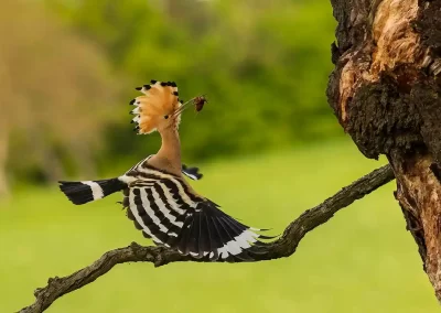 Eurasian hoopoe carrying insect prey towards a nest cavity in a tree in Slovenia.