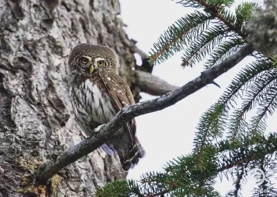 Eurasian pygmy owl perched beside a tree trunk among green spruce branches in Slovenia.