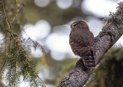 Eurasian pygmy owl perched on a spruce branch and looking into the forest in Slovenia.