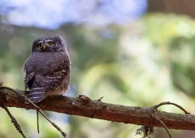 Eurasian pygmy owl with fluffed plumage perched on a mossy branch in a Slovenian forest.