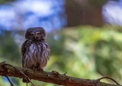 Eurasian pygmy owl facing the camera while perched on a woodland branch in Slovenia.