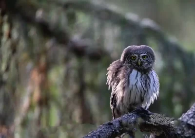 Eurasian pygmy owl with fluffed plumage perched on a mossy branch in a Slovenian forest.