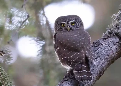 Eurasian pygmy owl looking back towards the camera from a lichen-covered conifer branch in Slovenia.