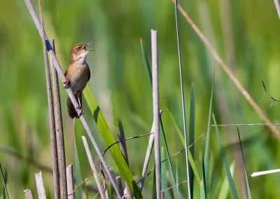 Eurasian reed warbler singing while clinging to reed stems in a Slovenian wetland.