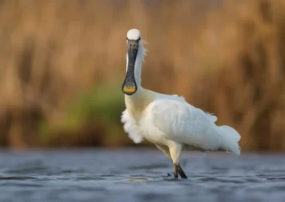 Eurasian spoonbill standing in shallow water and facing the camera at water level in Slovenia.