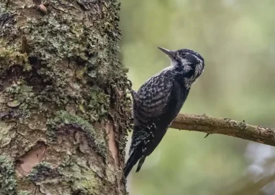 Eurasian three-toed woodpecker clinging to a lichen-covered tree trunk in a Slovenian forest.