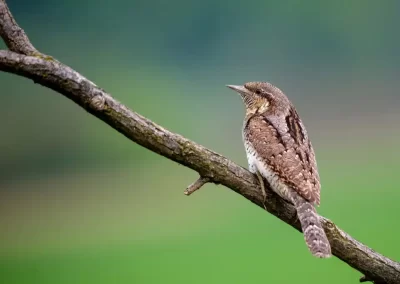 Eurasian wryneck perched sideways on a bare branch against a soft green background in Slovenia.