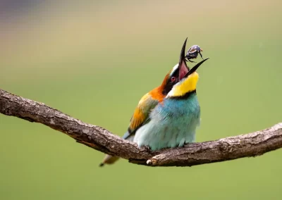 Colourful European bee-eater tossing a beetle into the air while perched on a branch in Slovenia