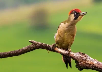 European green woodpecker perched on a bare branch with its bill open against a soft green background in Slovenia.