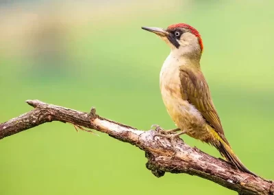 European green woodpecker perched on a bare branch against a soft green background in Slovenia.