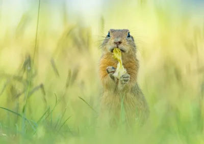 European ground squirrel standing upright and eating a yellow flower in Vienna
