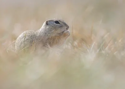 European ground squirrel feeding at ground level among pale grass in Vienna