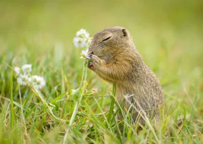 European ground squirrel holding and eating white wildflowers in Vienna