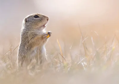 European ground squirrel standing upright with a yellow flower in warm morning light
