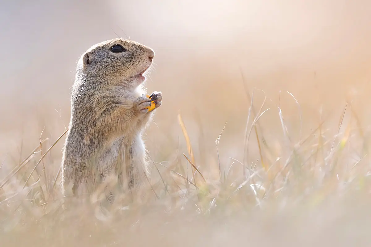 European ground squirrel standing upright with a yellow flower in warm morning light