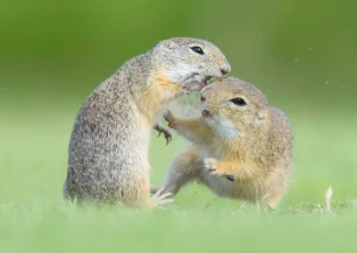 Two European ground squirrels fighting on short grass in Vienna, Austria