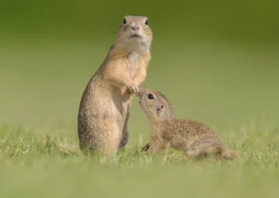 Two European ground squirrels interacting on short grass in Vienna