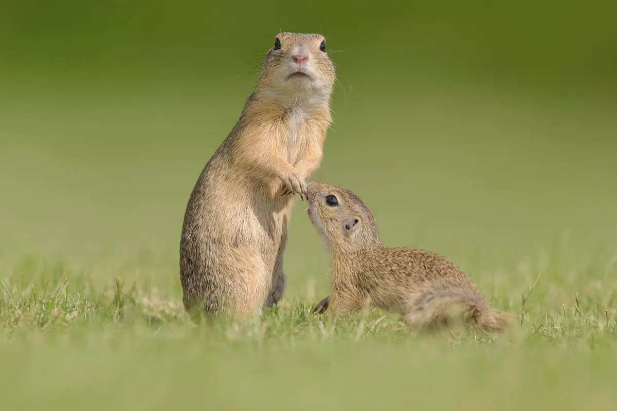 Two European ground squirrels interacting on short grass in Vienna