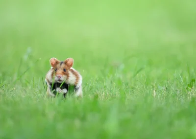 European hamster moving towards the camera through short green grass in Vienna