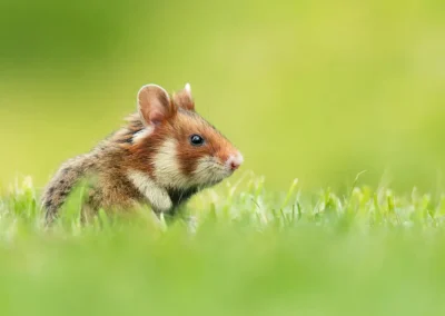 Side-profile portrait of a European hamster moving through green grass in Vienna