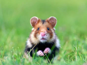 Hamsters & Ground Squirrels Photography Tour in Vienna