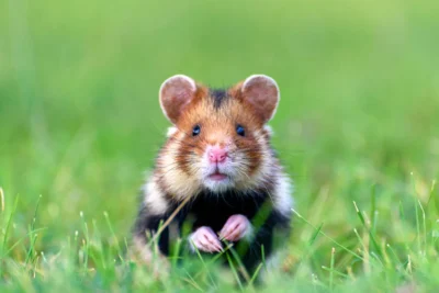 European hamster standing upright and looking towards the camera in Vienna