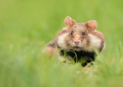 European hamster carrying food in its full cheek pouches in Vienna