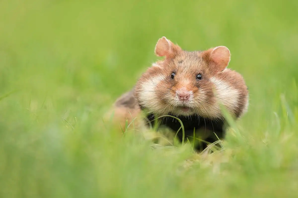 European hamster carrying food in its full cheek pouches in Vienna