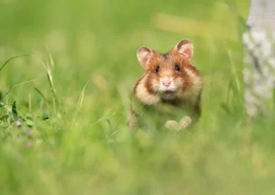 European hamster sitting in the grass beside a gravestone in a Vienna cemetery