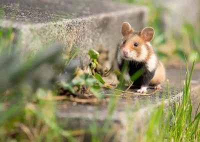 European hamster sitting on stonework among the graves of a Vienna cemetery