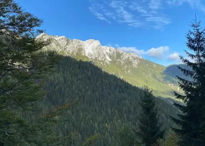 Sunlit limestone mountains rising above dense conifer forest beneath a blue sky in Slovenia.