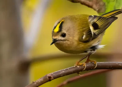 Goldcrest displaying its yellow crown while perched on a slender branch in Slovenia.
