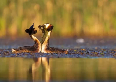 Two great crested grebes performing their courtship display with aquatic plants on a Slovenian wetland