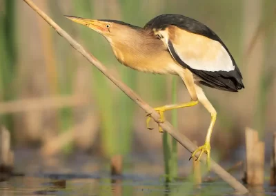Male little bittern balancing on a reed above shallow wetland water in Slovenia.