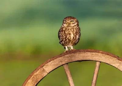 Little owl perched on the curved rim of an old wooden cartwheel in Slovenia.